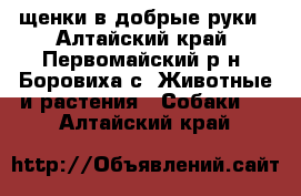 щенки в добрые руки - Алтайский край, Первомайский р-н, Боровиха с. Животные и растения » Собаки   . Алтайский край